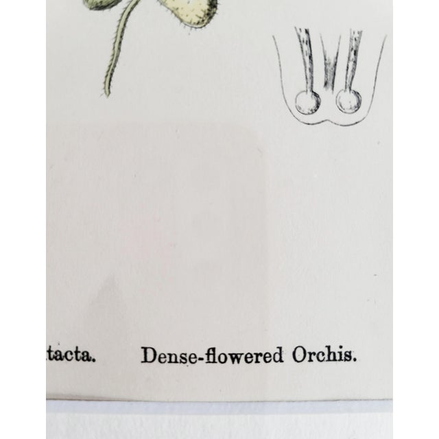 Orchids, 19th Century, Hand Coloured Print Montage For Sale - Image 9 of 13