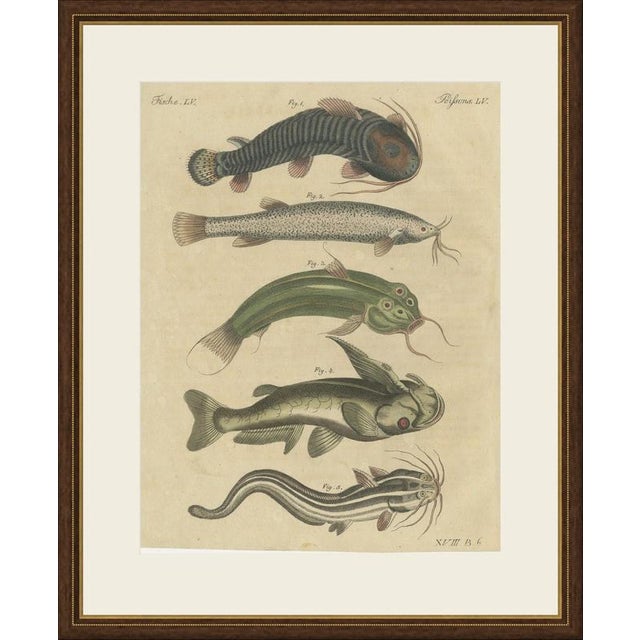 This hand coloured copper engraving of five catfishes, each with long trailing barbels, comes from the later vienna...