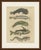 This hand coloured copper engraving of five catfishes, each with long trailing barbels, comes from the later vienna...
