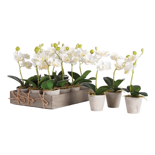 Mini Phalaenopsis 9" Potted, Set Of 12 For Sale