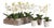 Mini Phalaenopsis 9" Potted, Set Of 12 For Sale