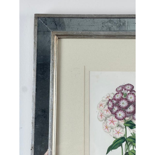Hollywood Regency Vintage Trowbridge Custom Framed Botanical Print “Phlox” After Louis Van Houtte (1810–1876) For Sale - Image 3 of 7