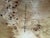 Pair of Park Night Stands in Poplar Burl by Yaniv Chen For Sale - Image 4 of 4