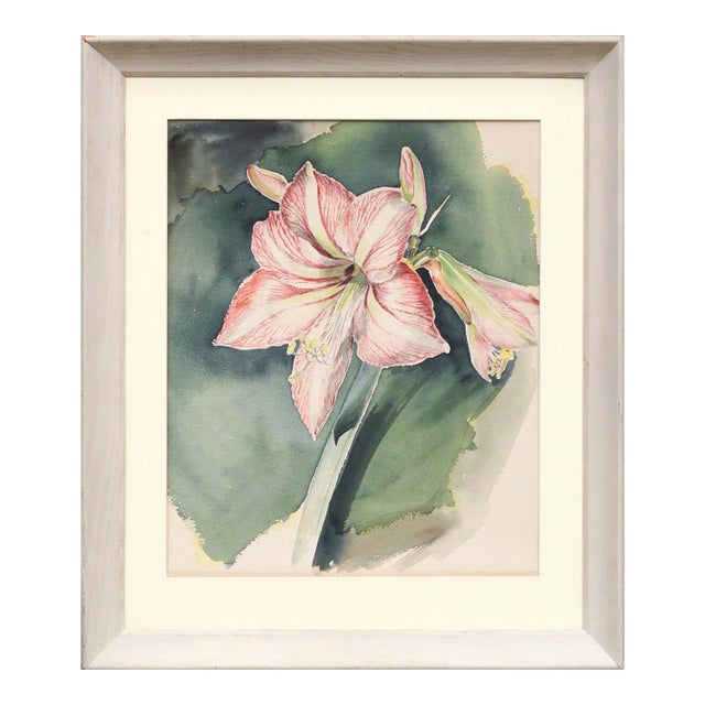 Joseph Yeager Amaryllis Blossom Watercolor Circa 1940-1950 For Sale