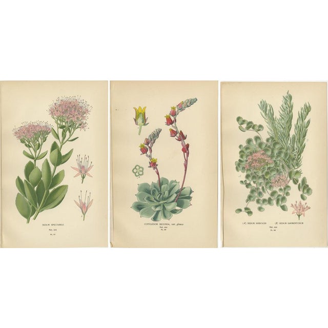 Late 19th Century Botanical Succulent Print, 1897, Paper, Set of 3 For Sale - Image 5 of 6