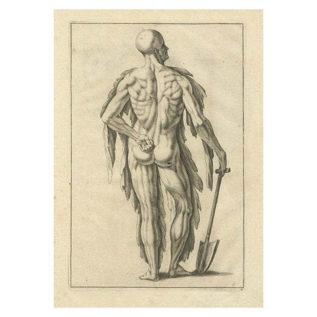 Anatomical Back Muscle Study with Shovel, 1745, Paper For Sale - Image 10 of 10