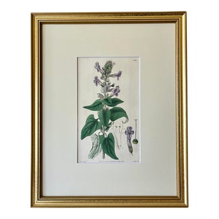 Antique Original Hand Colored Curtis Purple Floral Botanical Etching 1830 For Sale