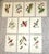 Vintage Mid 20th C. Imperial Folio American Tropical Bird Lithographs - Set of 12 (11.25” X 17.25”) For Sale - Image 12 of 12