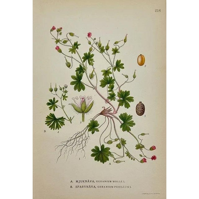 Early 19th Century 19th Century James Sowerby Botanical Prints – Common Club-Rush and Needle, Set of 10 For Sale - Image 5 of 11