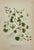 Early 19th Century 19th Century James Sowerby Botanical Prints – Common Club-Rush and Needle, Set of 10 For Sale - Image 5 of 11