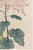 Not Yet Made - Made To Order Asian Mum by Hasegawa, Vintage Japanese Botanical Art Print, 16" X 24" For Sale - Image 5 of 9