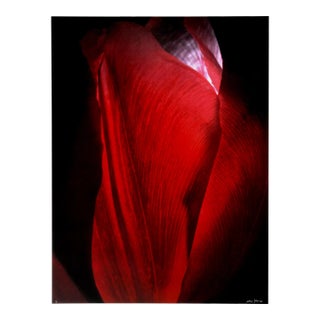 Red Tulip, Jonathan Singer, Print For Sale