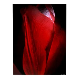 Red Tulip, Jonathan Singer, Print