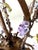 Italian Gilt Iron Five-Light Chandelier with Porcelain Flowers, 1930 For Sale - Image 17 of 18