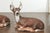 Vintage Pair of Midcentury American Deer Sculptures with Weathered Patina For Sale - Image 4 of 9