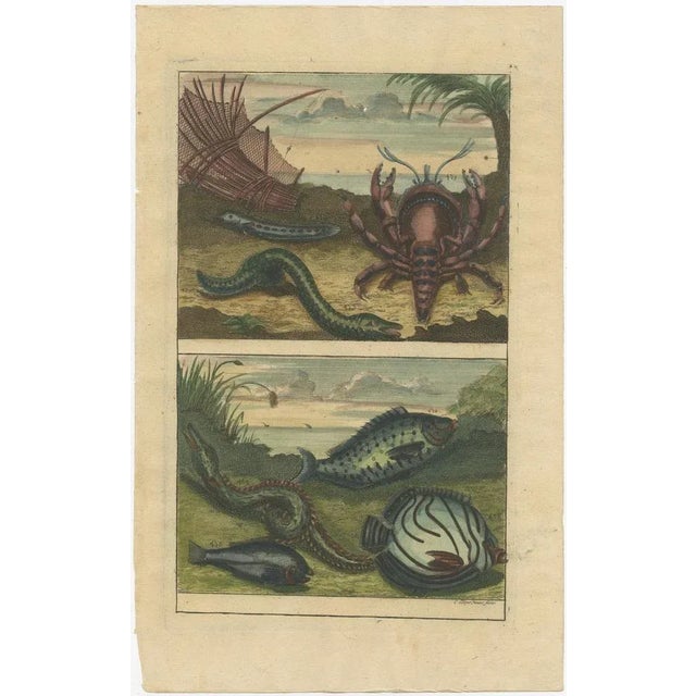 Various Fishes and Crustaceans, 1726, Paper, Set of 3 For Sale - Image 4 of 6