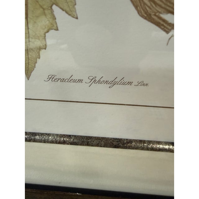 Lussier Lajoie Framing Botanical Prints, Set of Five For Sale - Image 9 of 12