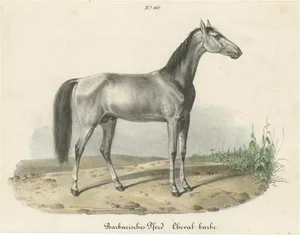 Barbary Horse, 1827, Paper