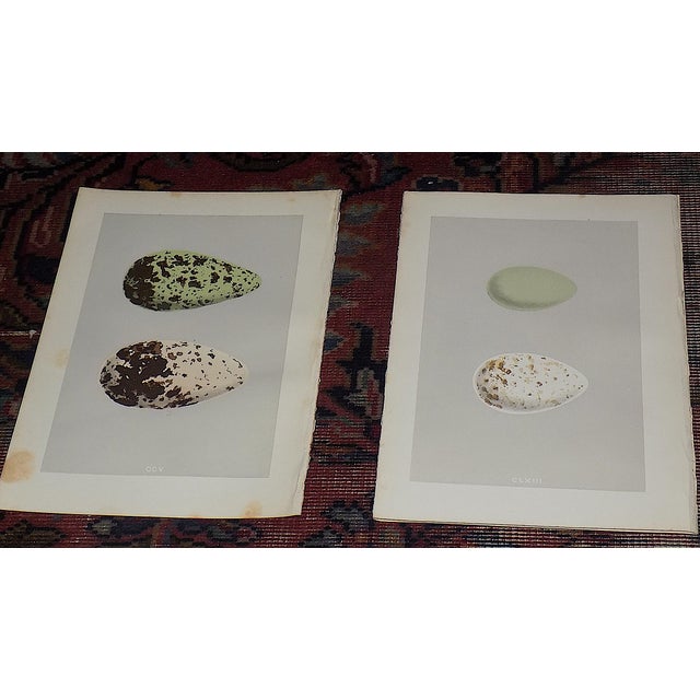 This set of twelve (12) authentic antique 19th century hand colored lithographs depicts various British water birds' eggs....