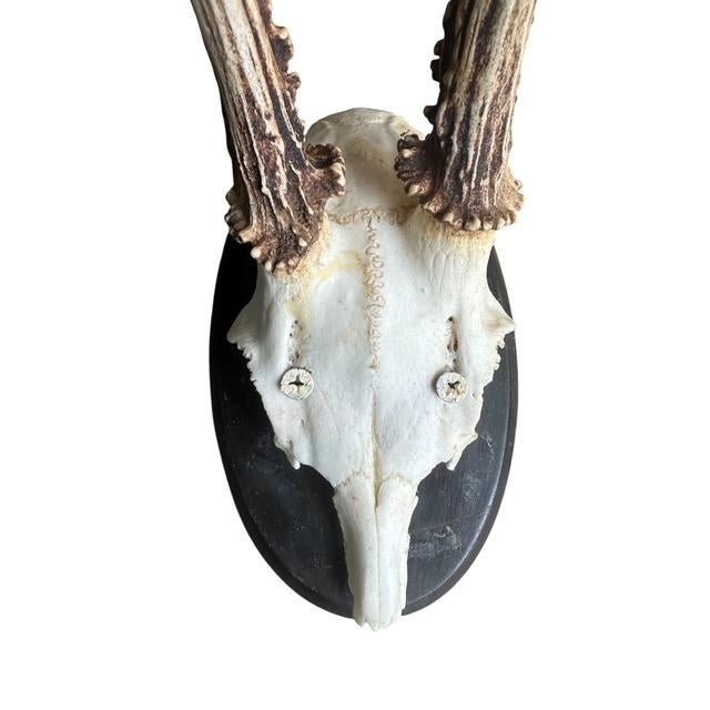 1900 - 1909 Early 1900s Roe Deer Trophy 178 Black Foerst Antlers For Sale - Image 5 of 5