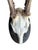 1900 - 1909 Early 1900s Roe Deer Trophy 178 Black Foerst Antlers For Sale - Image 5 of 5