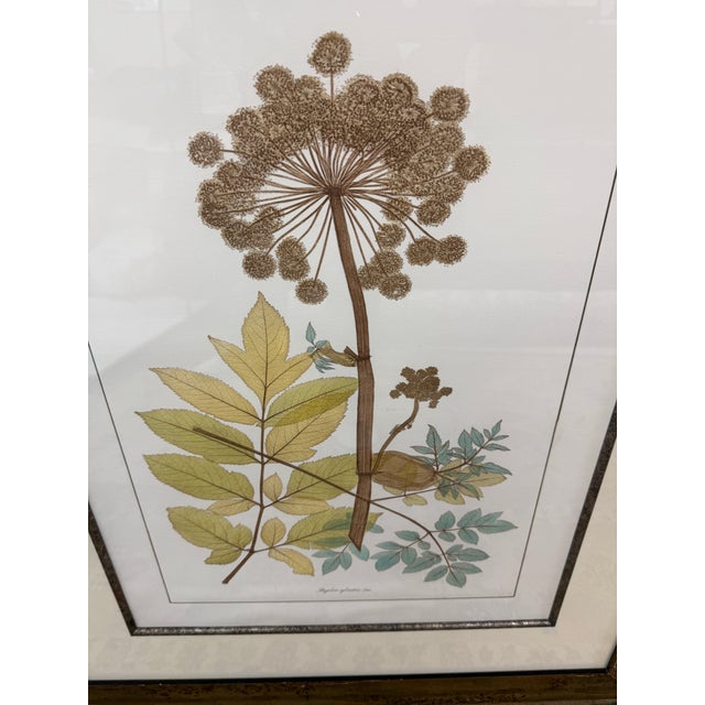 Lussier Lajoie Framing Botanical Prints, Set of Five For Sale In San Francisco - Image 6 of 12