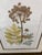 Lussier Lajoie Framing Botanical Prints, Set of Five For Sale In San Francisco - Image 6 of 12
