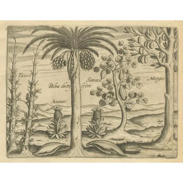 Pineapple and Mango and Pepper Plants, 1598, Set of 3 For Sale - Image 5 of 9