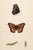 19th Century Antique Morris Butterfly Print Hand Colored Lithograph 1853 For Sale - Image 4 of 4