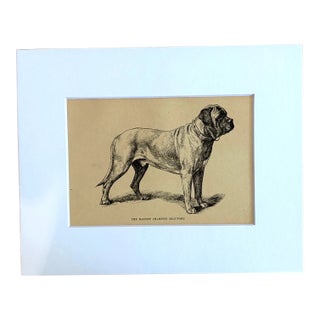Antique 1890s Dog Print in 8 x 10 Mat: "The Mastiff Champion Beaufort" For Sale
