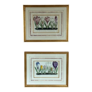 Late 20th Century Pair of Framed Reproduction Antique Crocus Botanical Plates in Gold Frames For Sale