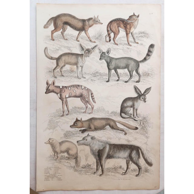 After Cpt. Brown, Big Cat Illustrations, 1835, Prints, Set of 12 For Sale - Image 4 of 14