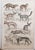 After Cpt. Brown, Big Cat Illustrations, 1835, Prints, Set of 12 For Sale - Image 4 of 14