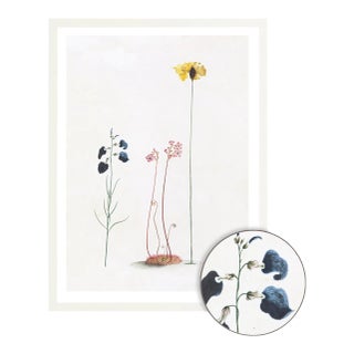 Celerie Kemble Curated Australian Botanical III (36x48) in White Frame For Sale