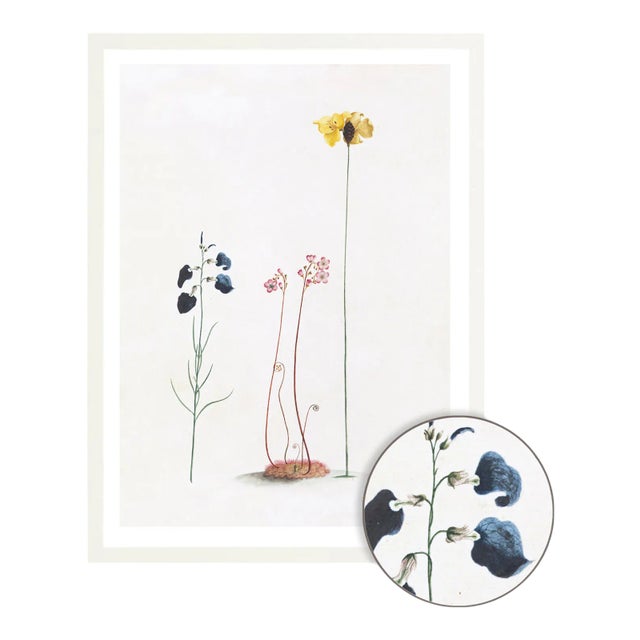 Celerie Kemble Curated Australian Botanical III (36x48) in White Frame For Sale