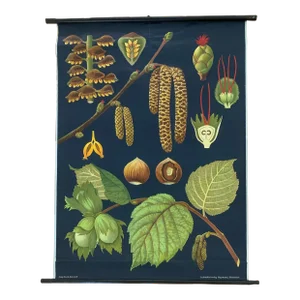 Mid 20th Century Vintage Botanical Study Poster