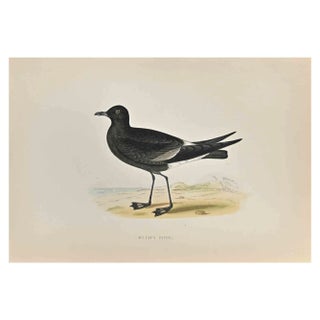 Alexander Francis Lydon, Wilson's Petrel, Woodcut Print, 1870 For Sale