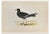 Alexander Francis Lydon, Wilson's Petrel, Woodcut Print, 1870 For Sale