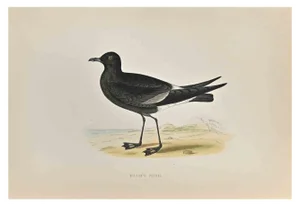 Alexander Francis Lydon, Wilson's Petrel, Woodcut Print, 1870