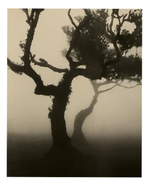 Laurisilva of Madeira No.4, 2026, Analogue Nature Photography, Limited 10