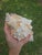 Contemporary Large White Specimen Seashell Pacific Lampas Frog Shell For Sale - Image 3 of 15