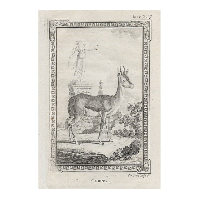 Antique Corine Animal Engraving For Sale