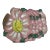 1991 Jesurum Venetian Placemats - 6 pcs For Sale