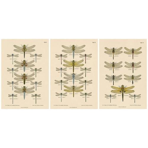 Dragonfly Lithographs from Die Geradflügel Mitteleuropas, 1908, Set of 3 For Sale - Image 6 of 13