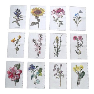 Antique 19th Century Edward Hulme Botanical "Garden Flowers" Lithographs - Set of 12 - Super Price! For Sale