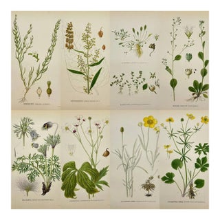 Carl Lindman Botanical Prints – Buttercups, Dock, Brookweed & Alpine (1922), Set of 8 For Sale