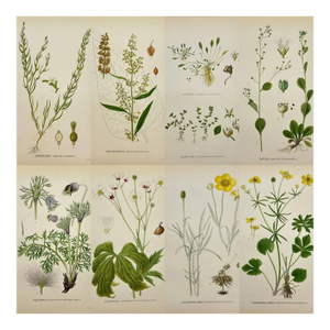 Carl Lindman Botanical Prints – Buttercups, Dock, Brookweed & Alpine (1922), Set of 8