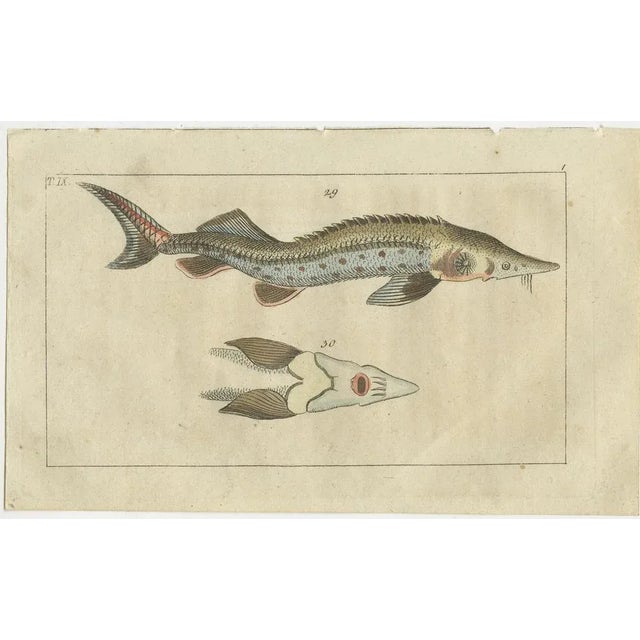 Early 19th Century Remora and Dragonet and Star Gazer, 1832, Paper, Set of 4 For Sale - Image 5 of 6