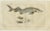 Early 19th Century Remora and Dragonet and Star Gazer, 1832, Paper, Set of 4 For Sale - Image 5 of 6