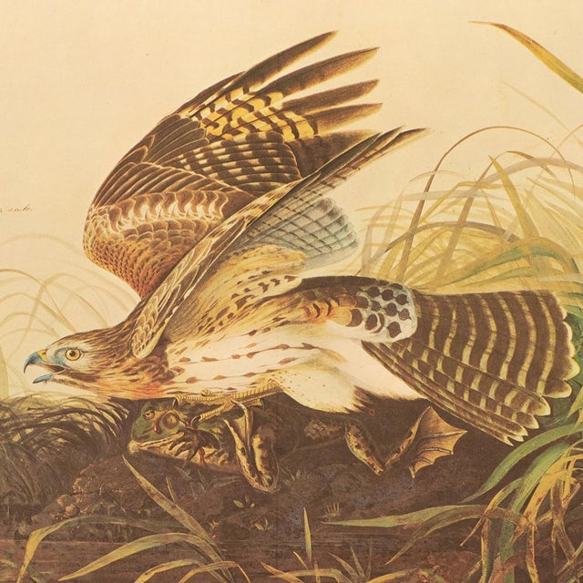 Paper 1966 Vintage Farmhouse Cottage XL Print "Winter Hawk & Bull Frog" After John James Audubon For Sale - Image 7 of 9